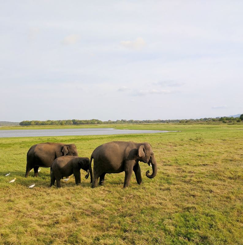 colombo travel agent