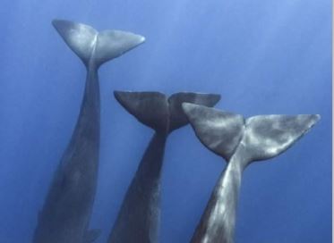 whale watching mirissa