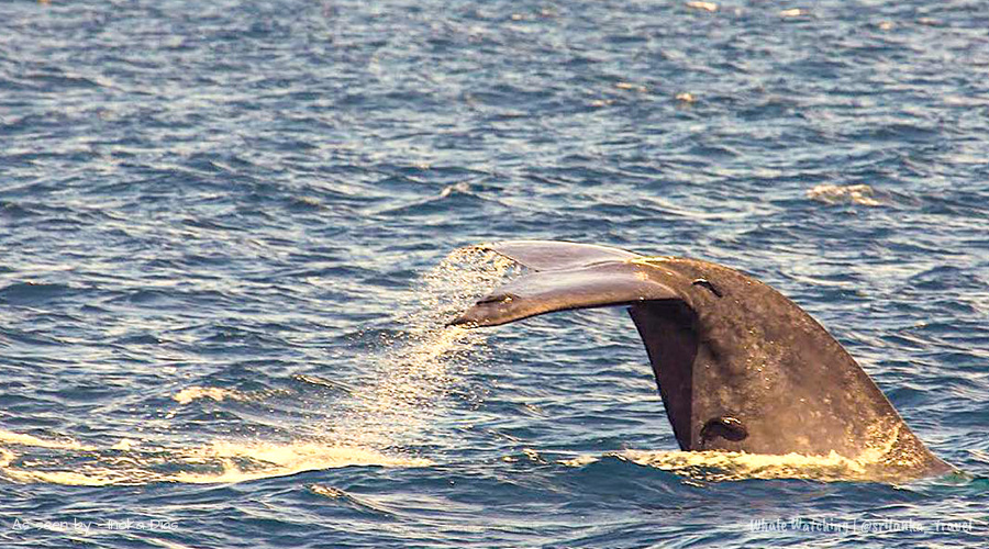 whale watching mirissa