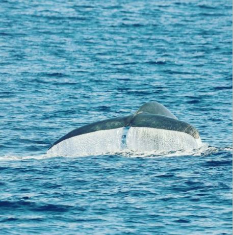 whale watching mirissa